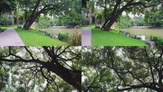 公园大樟树高清在线视频素材下载