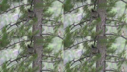松树上的松鼠高清在线视频素材下载