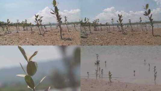广西北仑河口红树林植物实拍视频高清在线视频素材下载