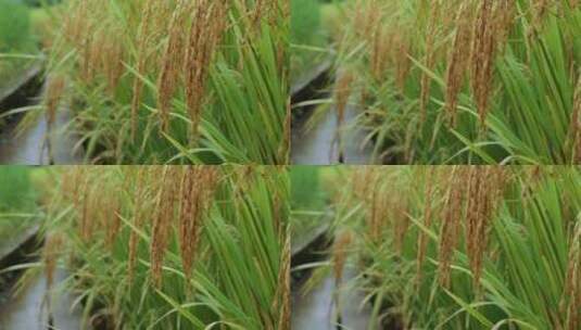 成熟的稻穗水稻特写雨露水珠田野高清在线视频素材下载