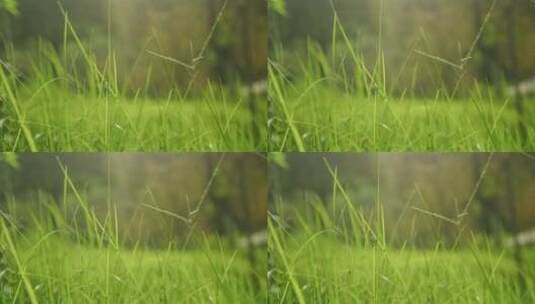 夏日森林里小草随微风轻飘特写高清在线视频素材下载