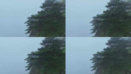 雾天松树云雾缭绕悬崖边松树山林起雾天气高清在线视频素材下载