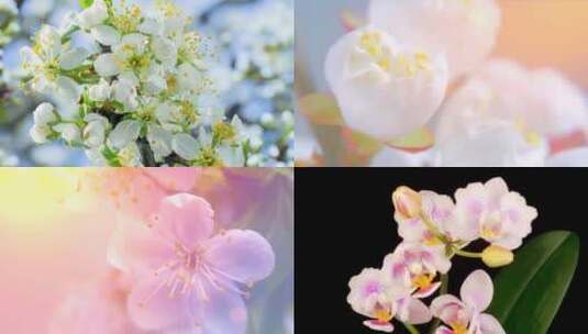 【合集】盛开鲜花唯美高清在线视频素材下载