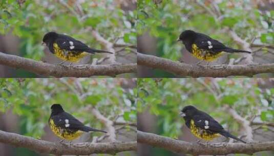野外黑背格罗斯比克栖息在树枝上，特写镜头高清在线视频素材下载