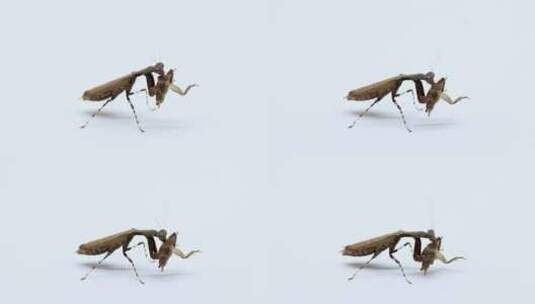 日本姬螳吃蟋蟀高清在线视频素材下载