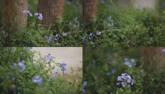 鲜花草木高清在线视频素材下载