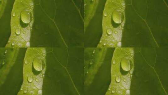 叶子上的水滴 雨中植物 雨点落在绿色植物上高清在线视频素材下载