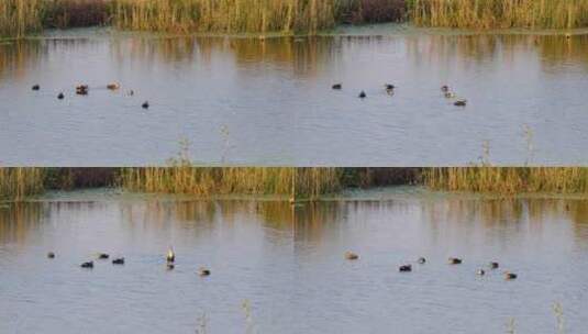秋天芦苇湿地沼泽野生斑嘴鸭高清在线视频素材下载