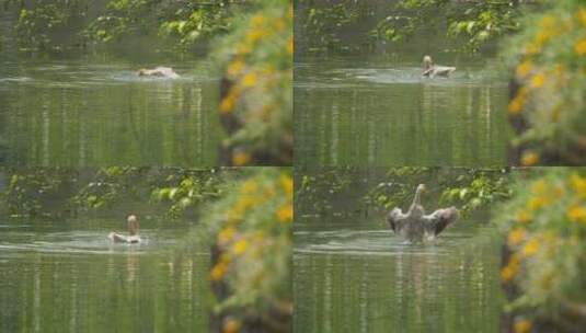 农村散养鸭子在池塘里洗澡高清在线视频素材下载