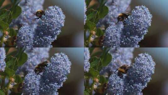 蜜蜂 花朵 昆虫 授粉高清在线视频素材下载