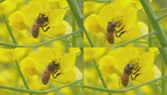 春天田野油菜花绽放蜜蜂采蜜高清在线视频素材下载