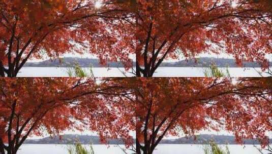秋天南京玄武湖公园湖边的红枫秋意氛围高清在线视频素材下载