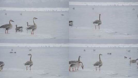 冬季湖面上野生的大雁和野鸭子高清在线视频素材下载