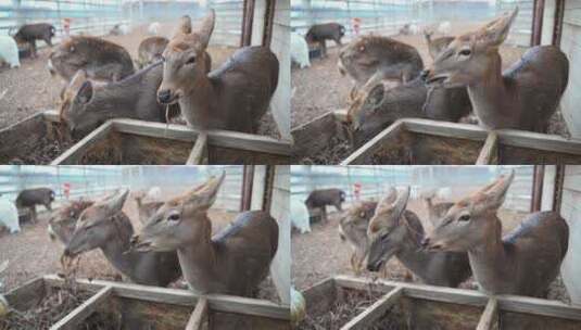 小鹿在吃草养殖鹿冬季牧场观赏鹿高清在线视频素材下载