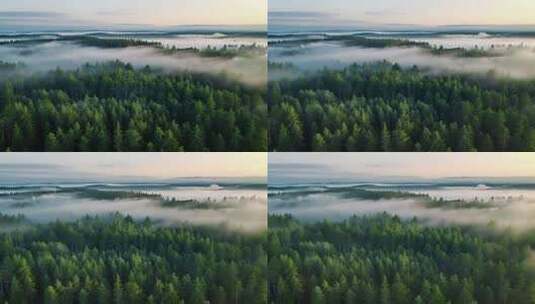 清晨云雾森林航拍高清在线视频素材下载