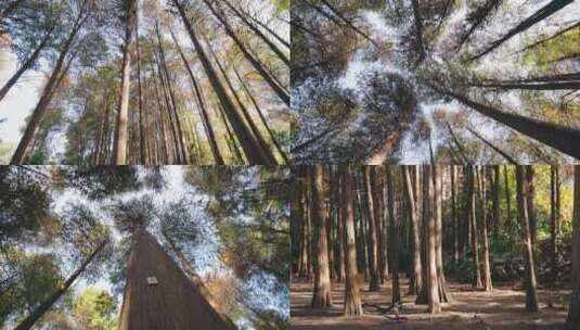 秋天的落羽杉森林美丽景色高清在线视频素材下载