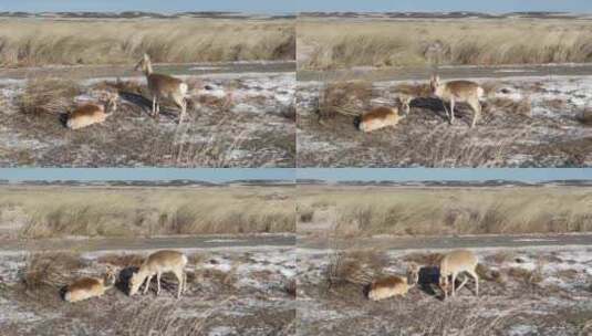 深冬艰难生存的两只黄羊蒙原羚高清在线视频素材下载