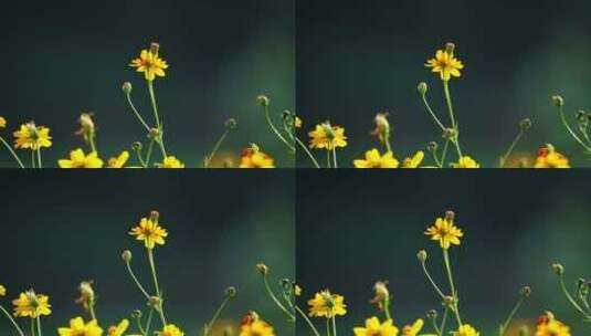 小花蜜蜂蝴蝶高清在线视频素材下载