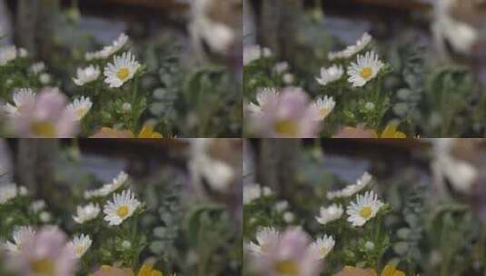 白色小雏菊高清在线视频素材下载