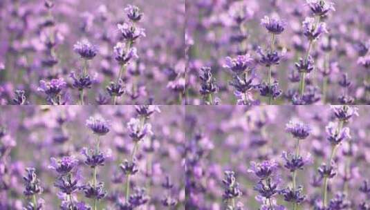 薰衣草田与芬芳的紫色花朵盛开在日落郁郁葱高清在线视频素材下载
