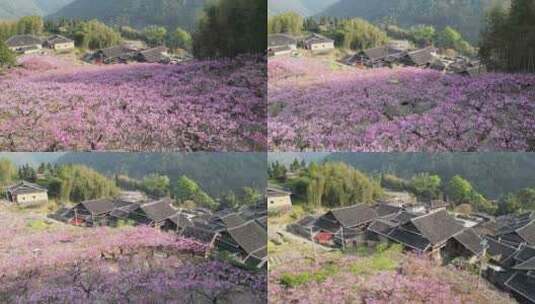 福建福安穆阳穆云玉林桃花高清在线视频素材下载