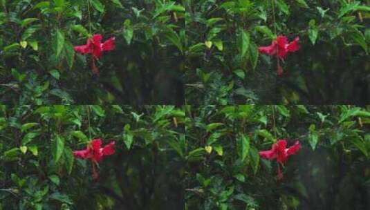 雨水落在木槿花上高清在线视频素材下载