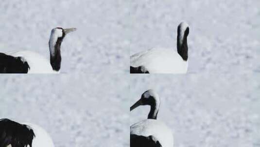 丹顶鹤飞翔，雪中漫步，跳舞 (5)高清在线视频素材下载