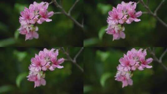 春天粉色樱花早樱花卉高清在线视频素材下载