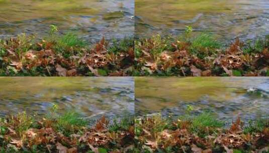 河边流水 枫叶 小草 空镜头高清在线视频素材下载