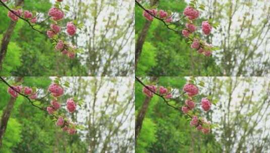 春天户外盛开的日本晚樱实拍高清在线视频素材下载