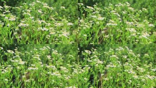 夏天户外的白色野花小雏菊山花实拍素材高清在线视频素材下载