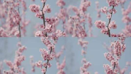 春天春暖花开桃花樱花空镜高清在线视频素材下载