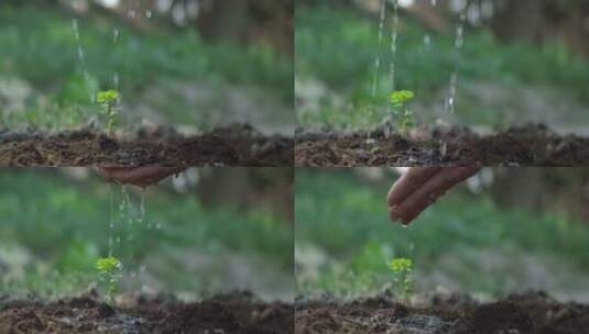 黑土地  绿植 浇水高清在线视频素材下载