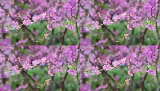 春天盛开的粉色桃花碧桃花朵特写高清在线视频素材下载