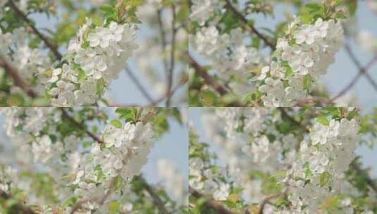 白色海棠花春天花朵花瓣特写空景空镜高清在线视频素材下载