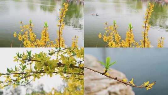 春天盛开的黄色迎春花连翘花高清在线视频素材下载