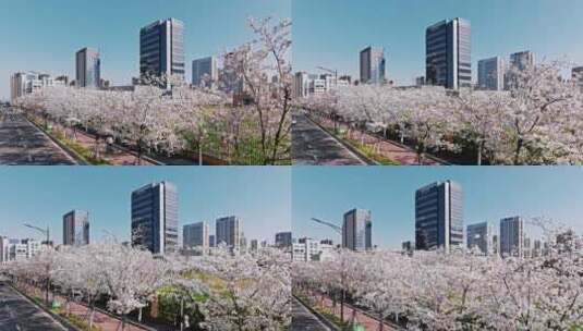 航拍南京江北新区春天樱花季高清在线视频素材下载