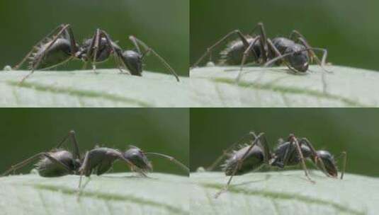 蚂蚁在绿叶上爬行的特写慢动作高清在线视频素材下载