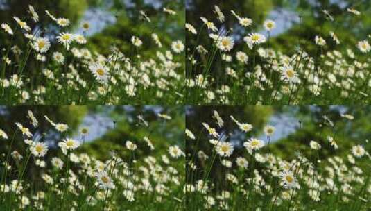 夏日阳光下雏菊的治愈风景高清在线视频素材下载