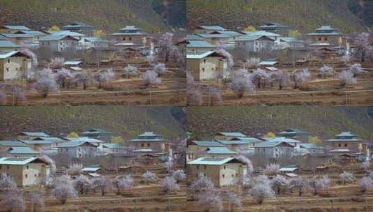 云南尼西藏族村落桃花盛开春季粉色桃花源记高清在线视频素材下载