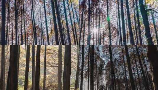 森林光影5高清在线视频素材下载