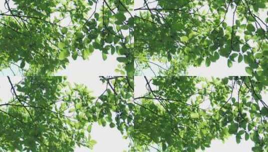 阳光树荫绿树风吹树叶9高清在线视频素材下载