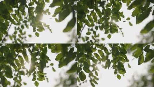 夏天阳光透过树叶高清在线视频素材下载