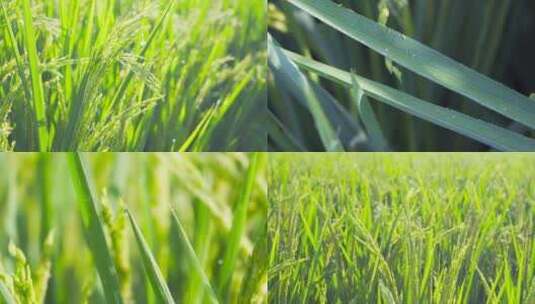 水稻农业大米丰收丰收稻谷高清在线视频素材下载