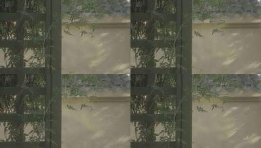 浙江杭州西溪湿地江南传统民宿夏季清新树影高清在线视频素材下载