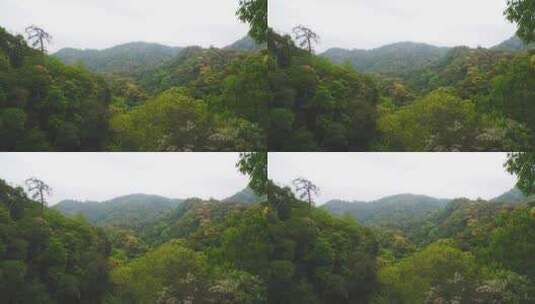 航拍森林山脉云雾环保沙县萝卜岩楠木保护区高清在线视频素材下载