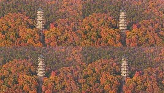 南京钟山风景区灵谷寺秋景高清在线视频素材下载