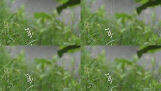 暴雨天雨滴落在草地上高清在线视频素材下载