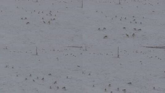 冬天雪地里来了野生黄羊高清在线视频素材下载