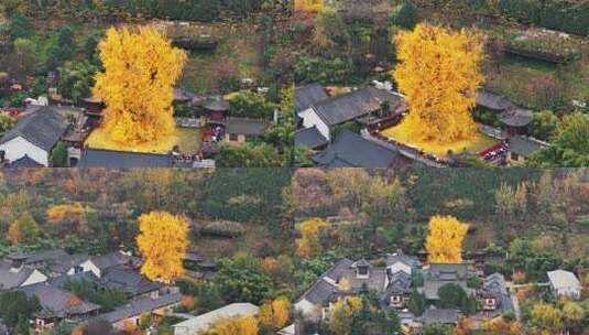 陕西西安秋天古观音禅寺千年银杏树航拍高清在线视频素材下载